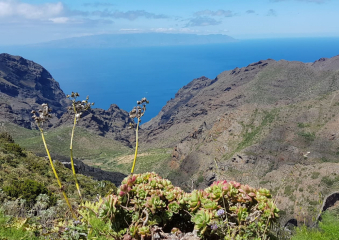 Bild Teneriffa - abwechslungsreiche Insel der Kanaren Reisebericht